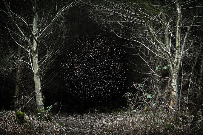 Sirli, müəmmalı meşə - FOTO