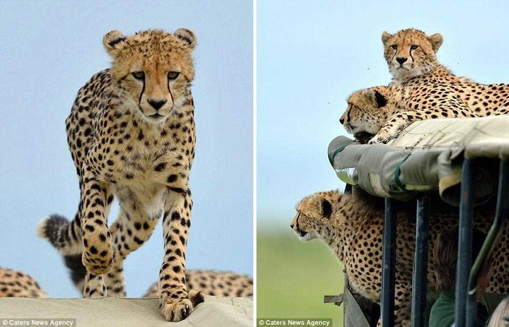 Тот самый неловкий момент, когда в джип запрыгнул гепард - ФОТОСЕССИЯ