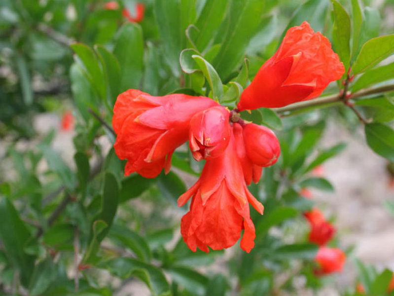 Опасные животные южного региона Азербайджана - ФОТО