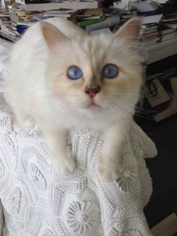 Креативный директор Chanel представил образы любимицы индустрии моды - ФОТО