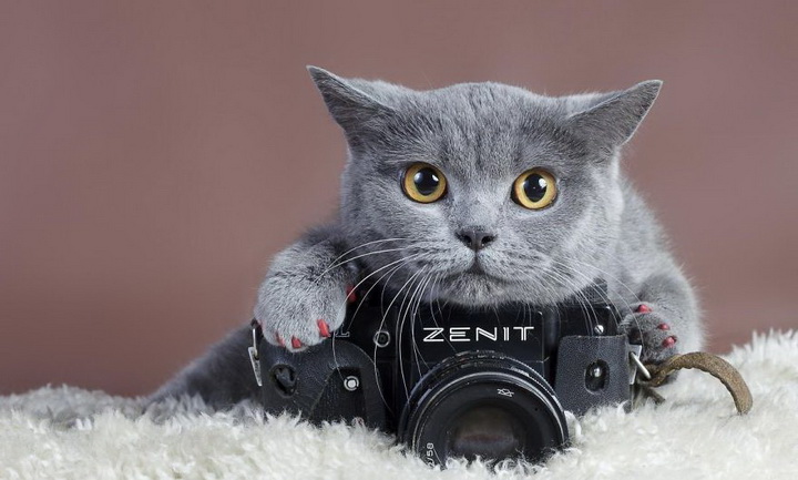 Нереально фотогеничные животные и птицы - ФОТОСЕССИЯ