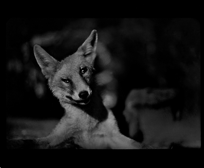 Психологический портрет: неожиданные образы животных - ФОТОСЕССИЯ