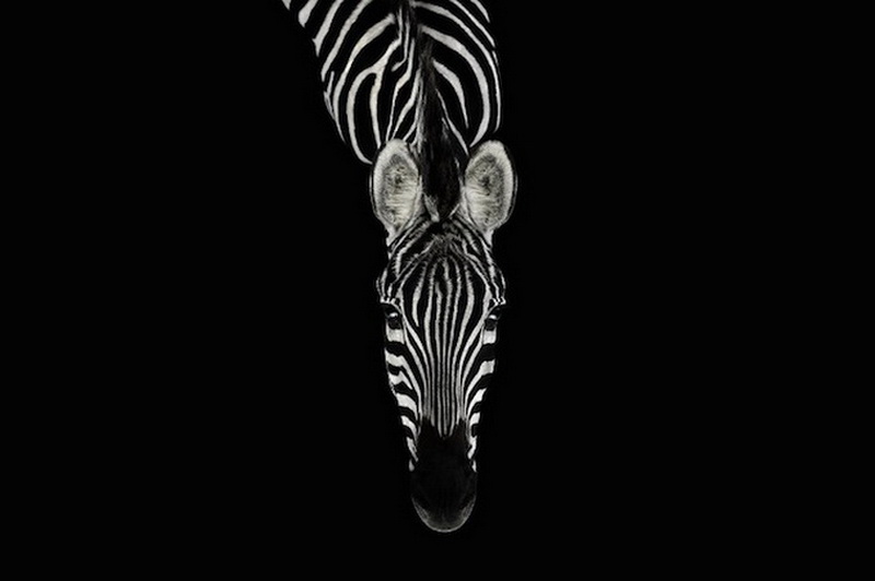 Дикие животные Брэда Уилсона - ФОТОСЕССИЯ