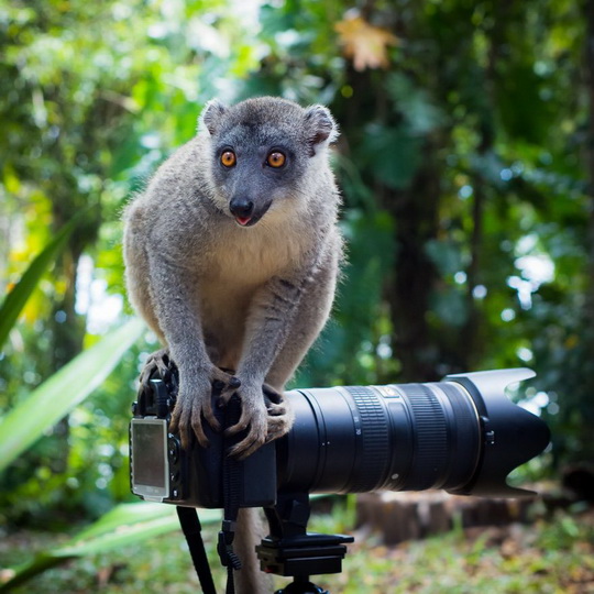 Нереально фотогеничные животные и птицы - ФОТОСЕССИЯ