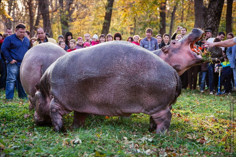 Бегемоты прогулялись по парку - ФОТОСЕССИЯ
