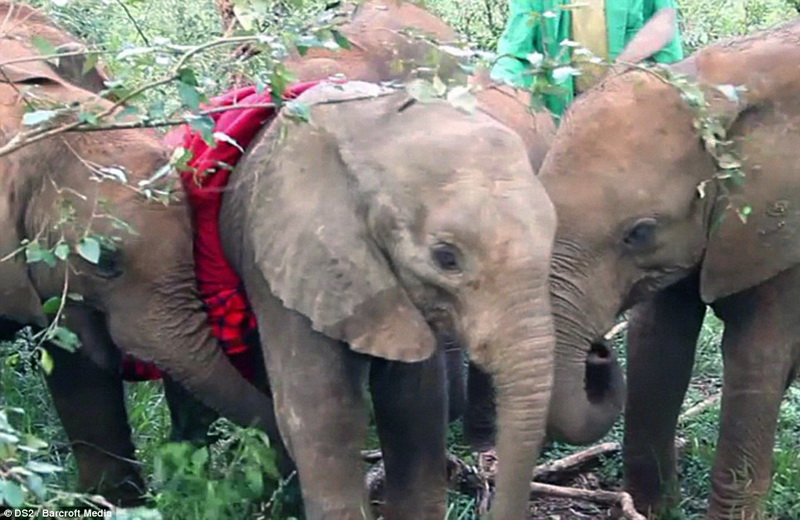 Душераздирающая сцена прощания слоненка с мамой - ФОТО