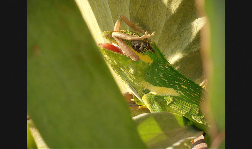 Победители 7-го ежегодного фотоконкурса Focus on Nature - ФОТОСЕССИЯ