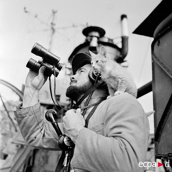 Как кошки помогли выиграть войну - ФОТОСЕССИЯ