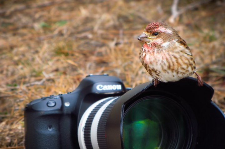 Нереально фотогеничные животные и птицы - ФОТОСЕССИЯ