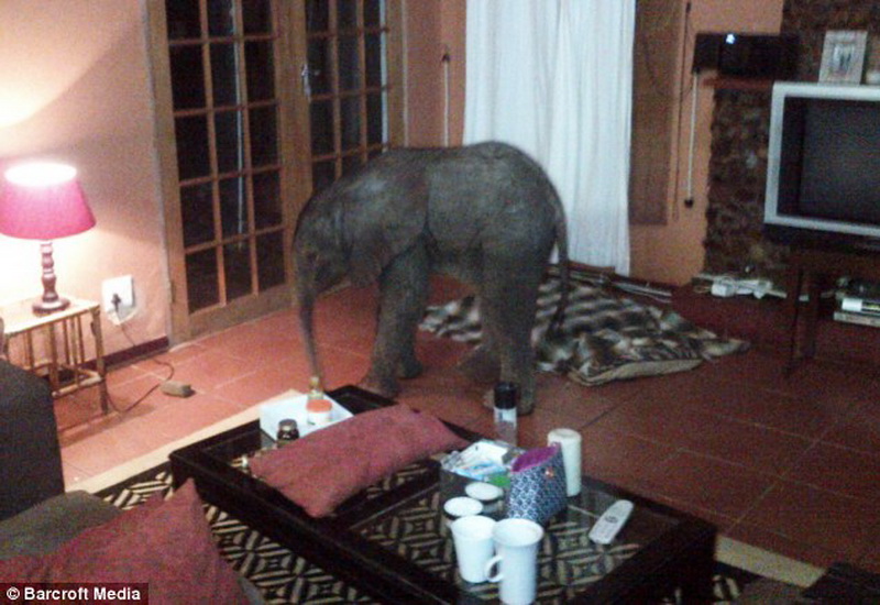 Самый неожиданный гость прибыл к африканской семье - ФОТО