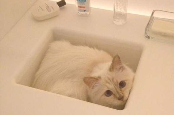 Креативный директор Chanel представил образы любимицы индустрии моды - ФОТО