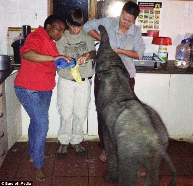 Самый неожиданный гость прибыл к африканской семье - ФОТО