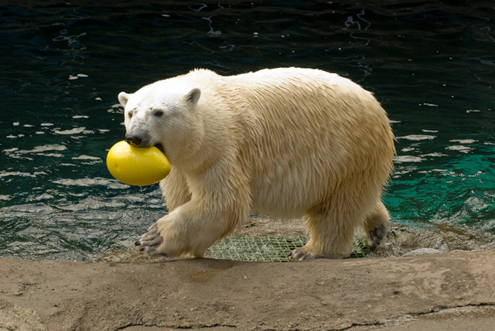 Игрушки для зверушки - ФОТОСЕССИЯ