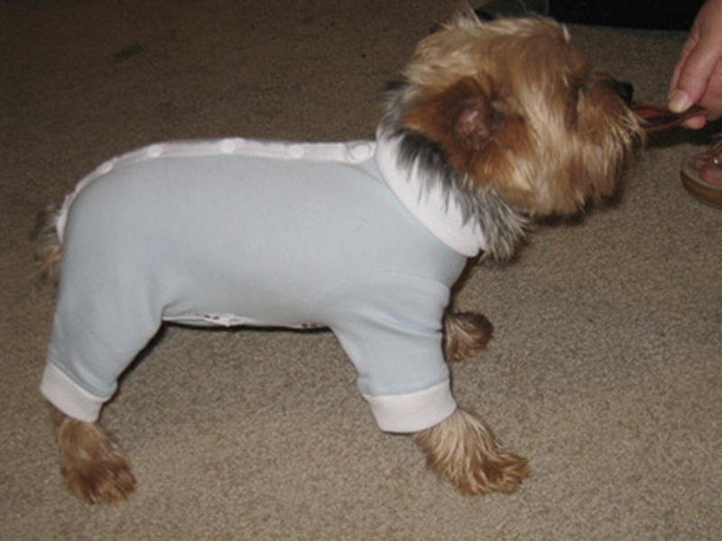 Глупо или мило: одежда для четвероногих друзей - ФОТО