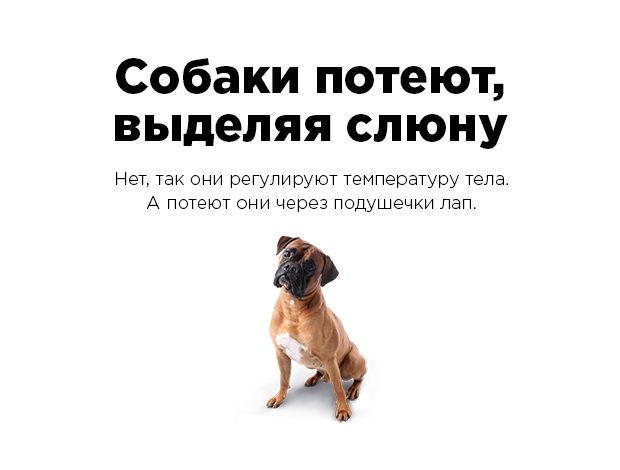 Эти факты рунета не имеют ничего общего с истиной