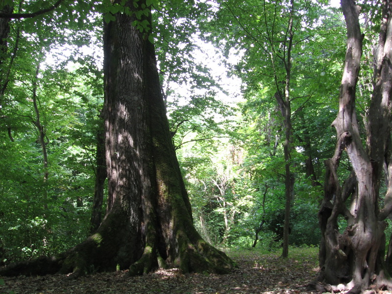 Опасные животные южного региона Азербайджана - ФОТО