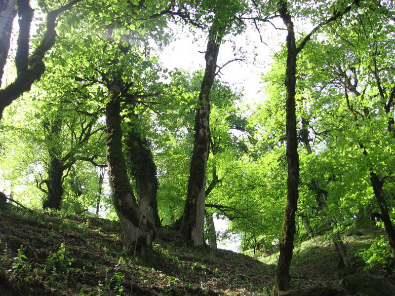 Опасные животные южного региона Азербайджана - ФОТО