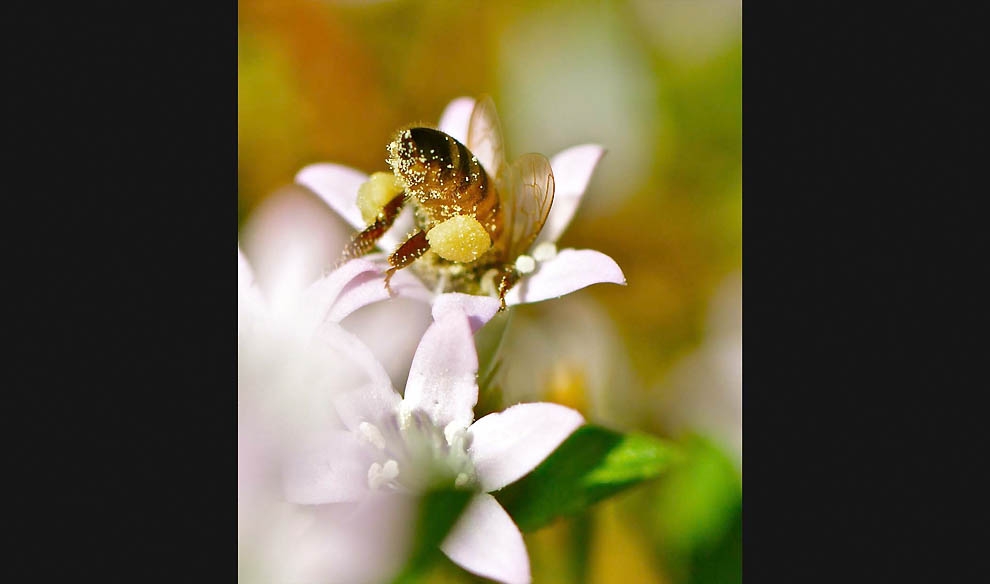 Победители 7-го ежегодного фотоконкурса Focus on Nature - ФОТОСЕССИЯ