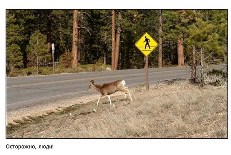 Самые забавные дорожные таблички по всему миру - ФОТО