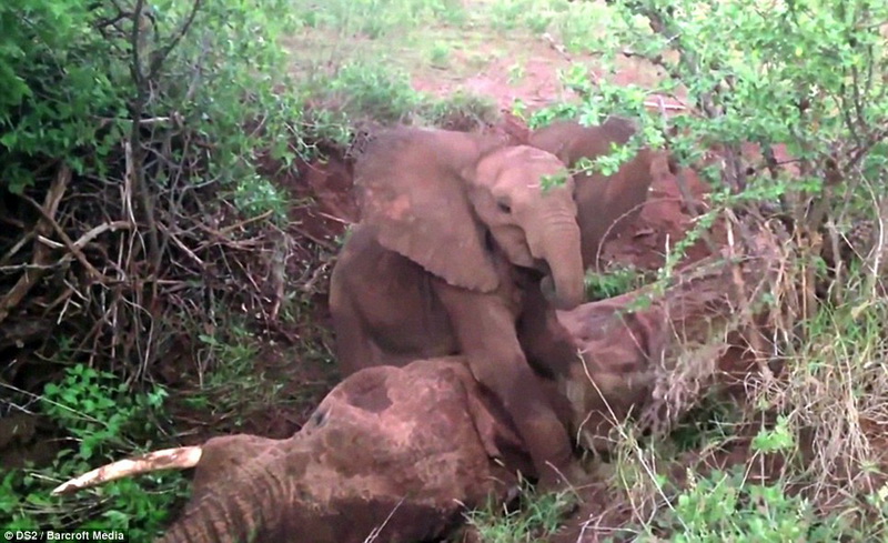 Душераздирающая сцена прощания слоненка с мамой - ФОТО