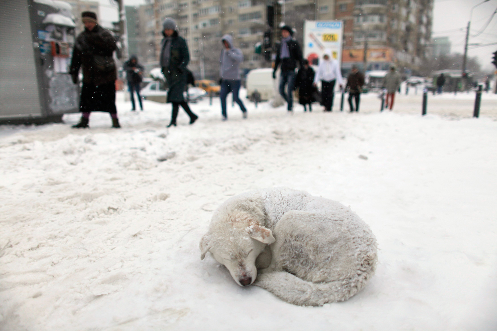 Планета замерзает насквозь: Суровая зима 2012 - ФОТОСЕССИЯ