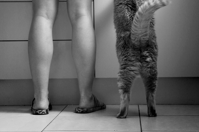 16 лучших фото котов сезона - ФОТОСЕССИЯ