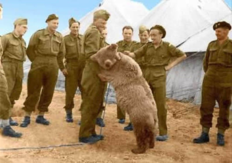 Войтек: история боевого медведя - ФОТОСЕССИЯ