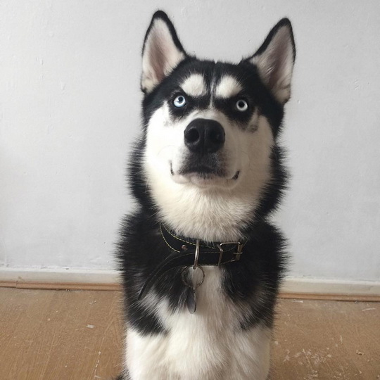 Под пристальным взглядом сердитого хаски - ФОТОСЕССИЯ