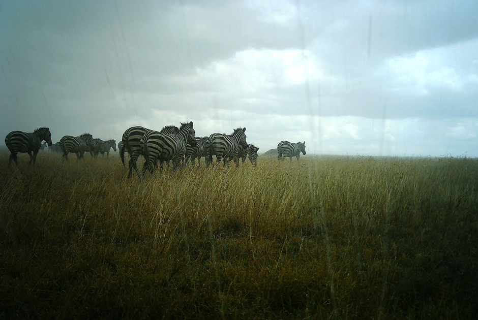 Необычные кадры из жизни зверей, сделанные скрытой камерой - ФОТО