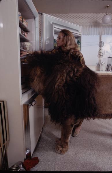 Очень опасные, но домашние львы - ФОТОСЕССИЯ