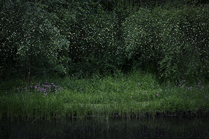 Sirli, müəmmalı meşə - FOTO