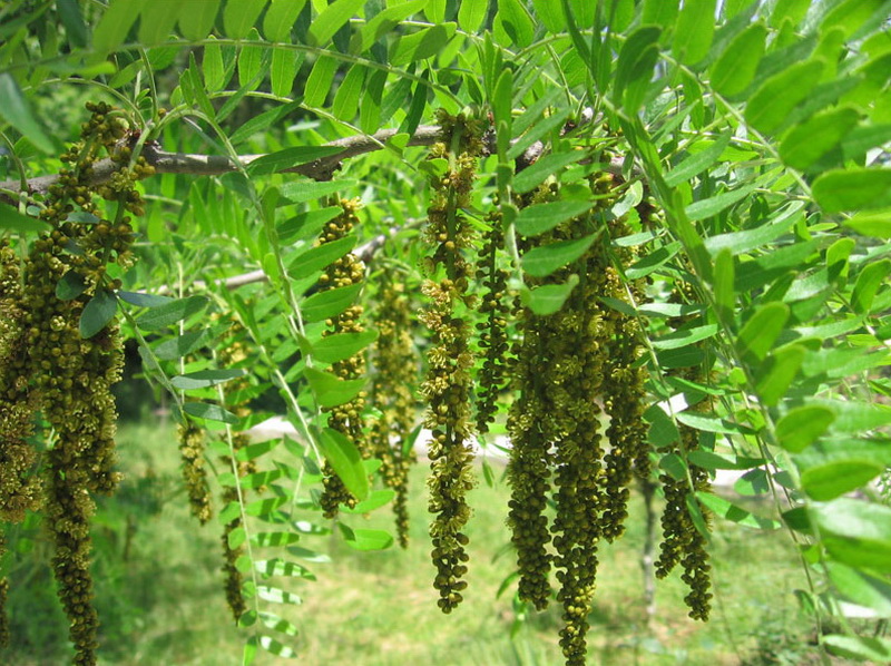 Опасные животные южного региона Азербайджана - ФОТО