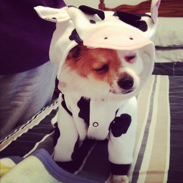 Глупо или мило: одежда для четвероногих друзей - ФОТО