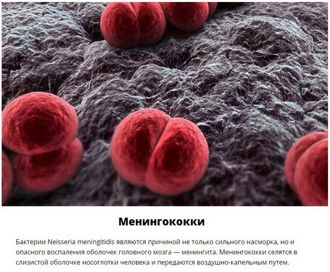 Паразиты, которых следует опасаться летом - ФОТО