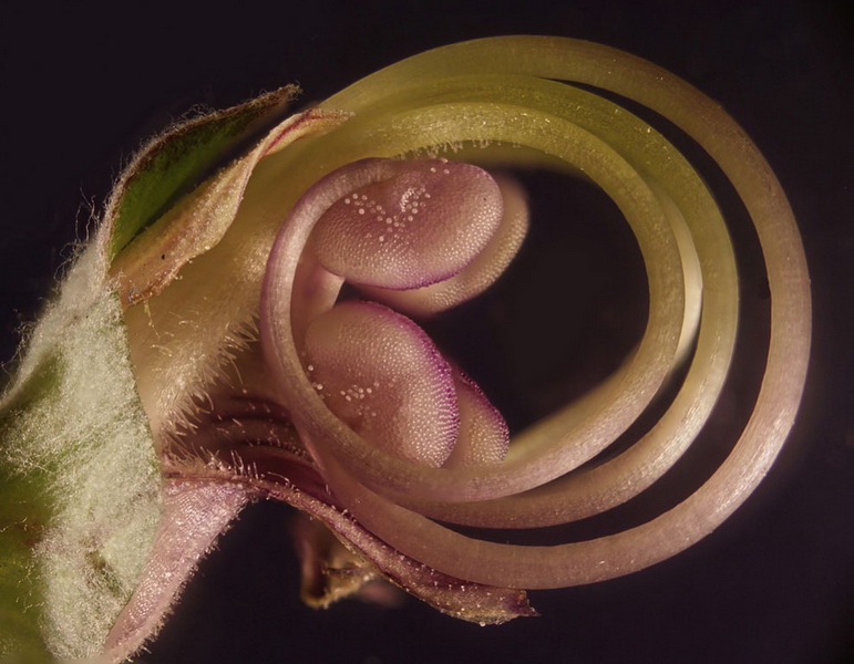 Конкурс микрофотографии Nikon Small World 2014 - ФОТОСЕССИЯ