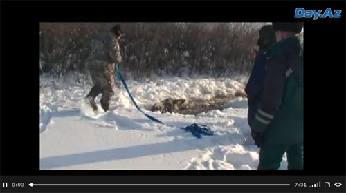 Трогательные кадры: операция по спасению лося - ВИДЕО
