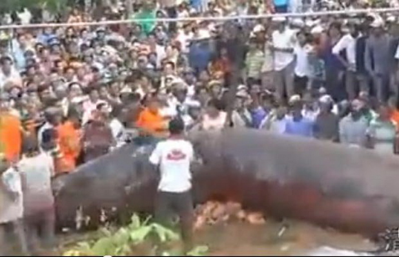 У берегов Вьетнама нашли таинственное существо-гигант - ФОТО - ВИДЕО