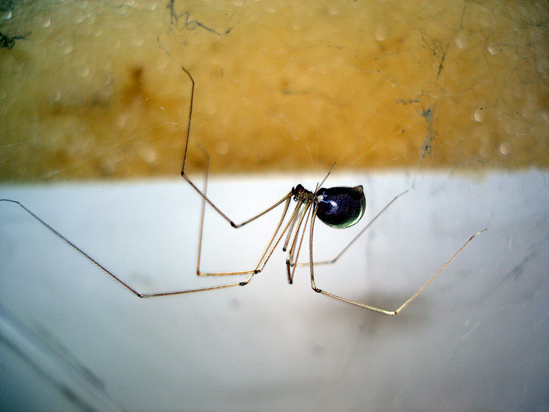 21 миф, опровергнутый "Разрушителями легенд" - ФОТОСЕССИЯ