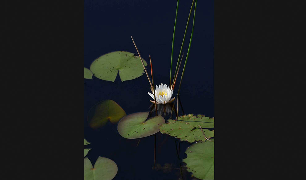 Победители 7-го ежегодного фотоконкурса Focus on Nature - ФОТОСЕССИЯ