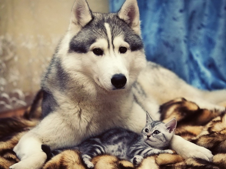 Дружить как кошка с собакой! - ФОТОСЕССИЯ