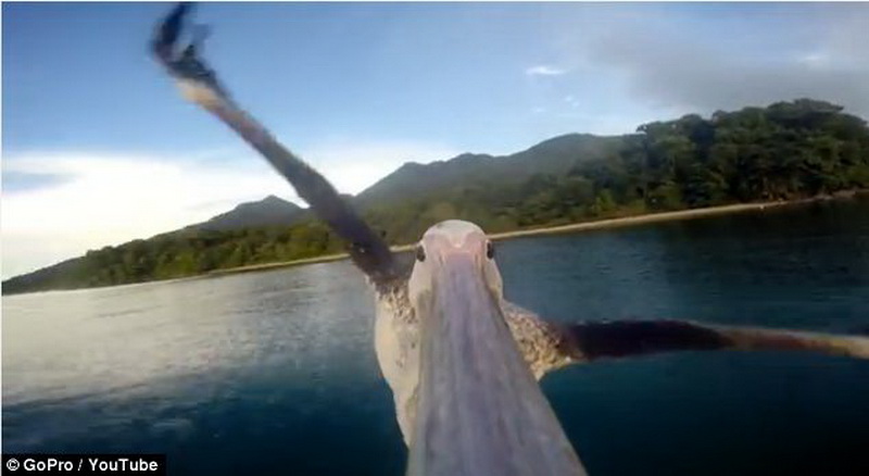 Первый полет пеликана засняли на камеру - ФОТО - ВИДЕО