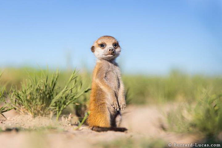 Невероятный флешмоб с животными в Twitter - ФОТО