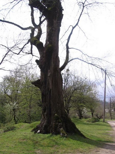 Опасные животные южного региона Азербайджана - ФОТО