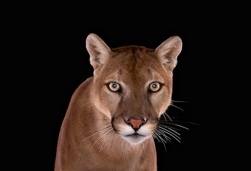 Дикие животные Брэда Уилсона - ФОТОСЕССИЯ