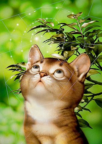 "Картинная галерея Day.Az": Забавные котята - ФОТО