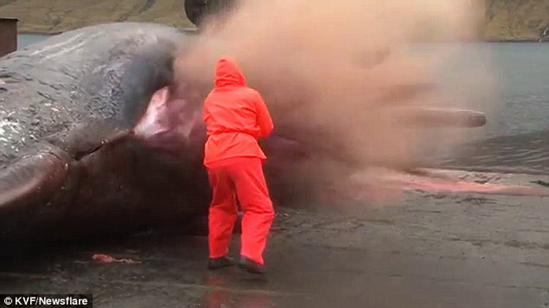 Удивительный случай: мертвый кит "взорвался" - ФОТО - ВИДЕО