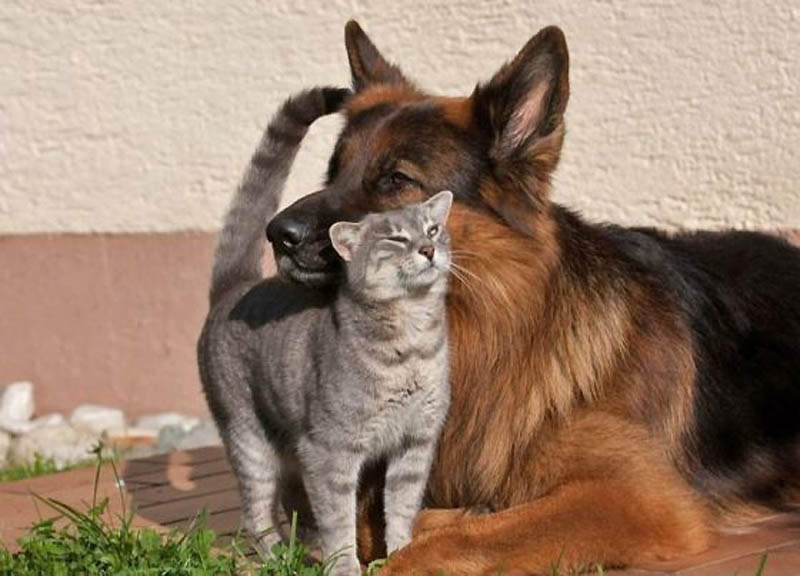 Ломая стереотипы: удивительная дружба кота и немецкой овчарки - ФОТОСЕССИЯ