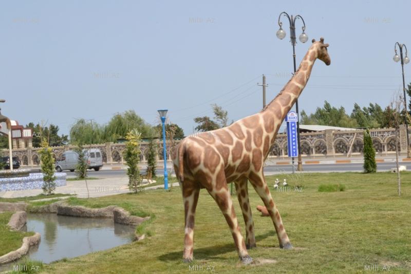 В одном из районов Азербайджана разбит удивительный парк - ФОТО