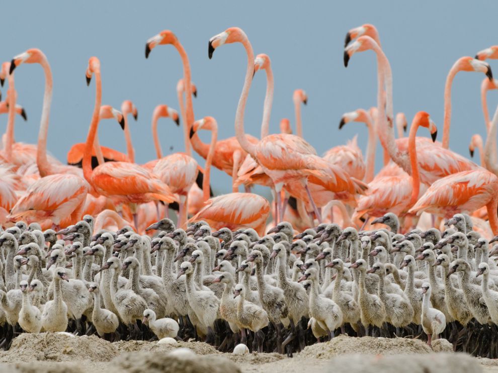 Обои для рабочего стола от National Geographic за март - ФОТОСЕССИЯ