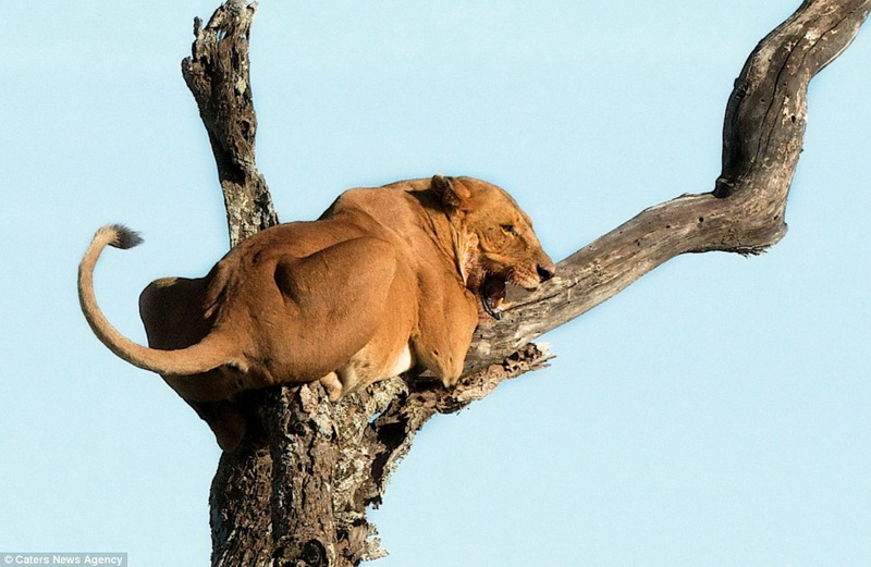 Забавно: слониха прогнала львицу со своей территории - ФОТО – ВИДЕО